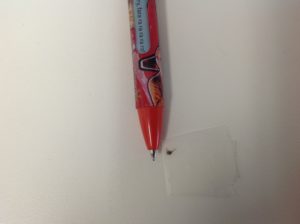Bee stinger with the pen tip for scale.