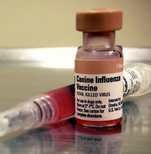 Influenza shot best sale for dogs