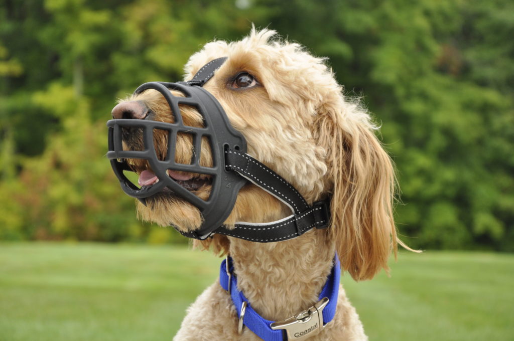 Using a Basket Muzzle at the Vet Pismo Beach Veterinary Clinic