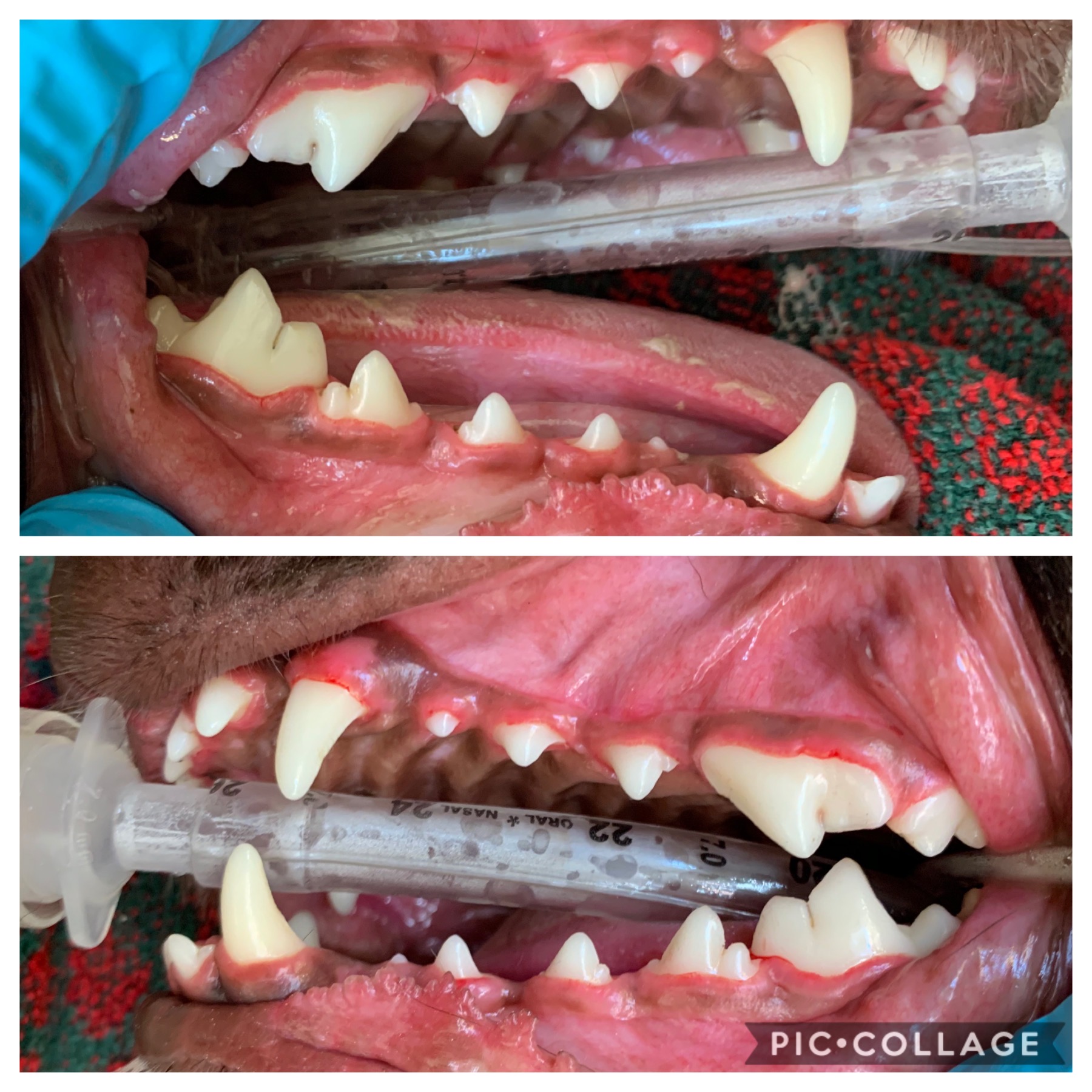 The Dangers of NonAnesthetic Dentistry in Your Pet Pismo Beach