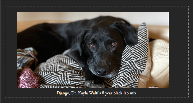 Django, Dr. Kayla Walti’s 8 year black lab mix